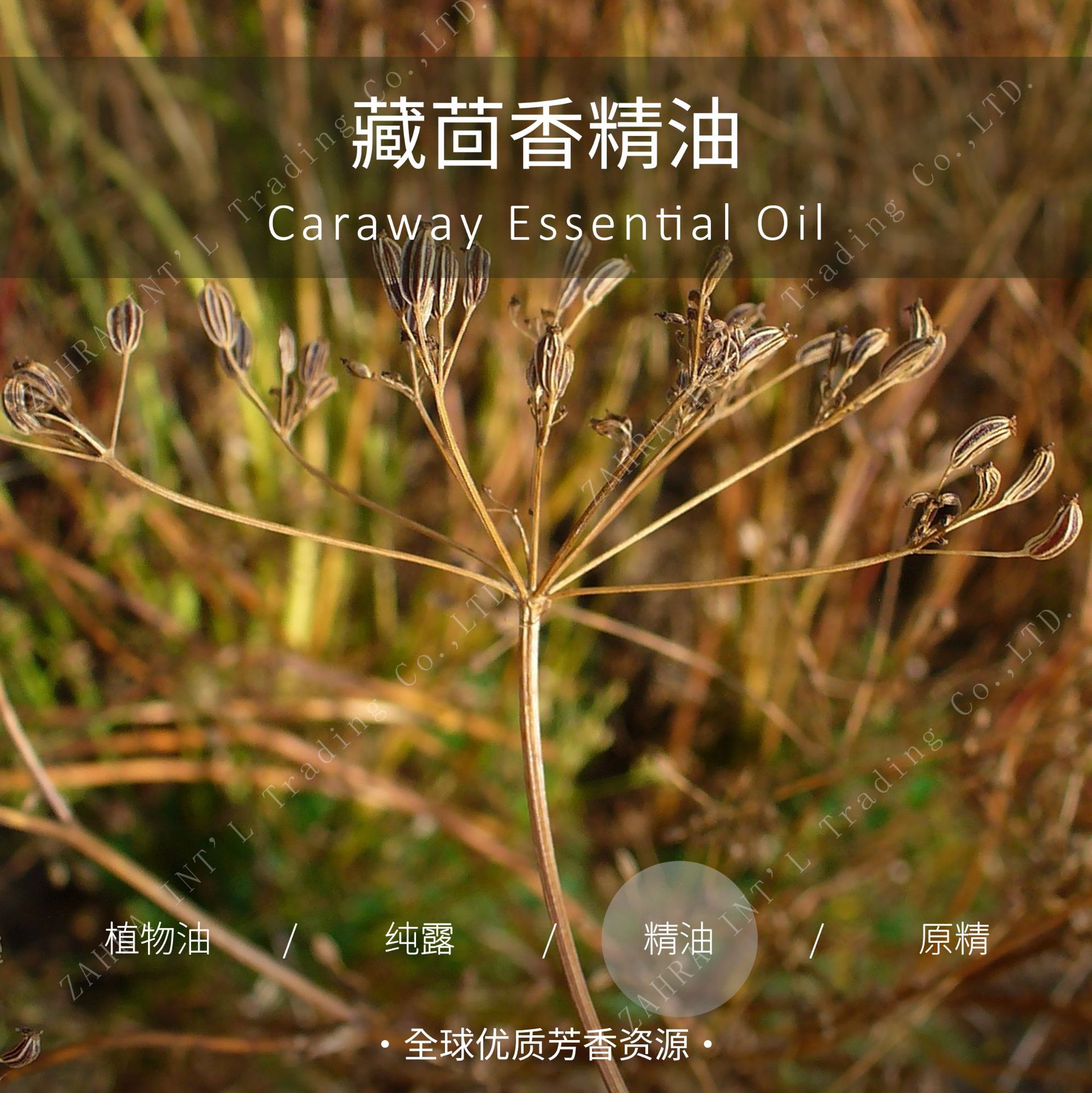 印度| 藏茴香单方精油