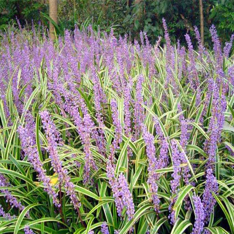 金边麦冬草阔叶苗宽叶麦冬会开花庭院室外绿化地被花草工程绿化苗