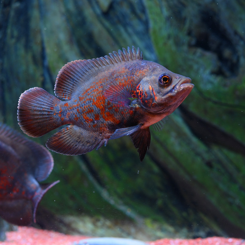观赏鱼热带鱼宠物水族活体车载tk109待机90天gps追踪定位器 伊朗南美
