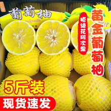 黄金葡萄柚10斤福建爆汁柚子新鲜水果当季黄心蜜柚西柚整箱5斤