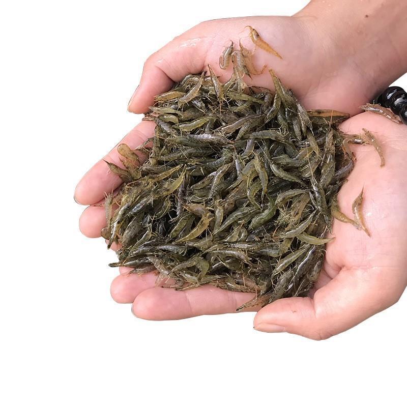 虾苗 鱼塘养殖小龙虾苗淡水龙虾苗乌龟吃的小活虾观赏虾活体黑壳