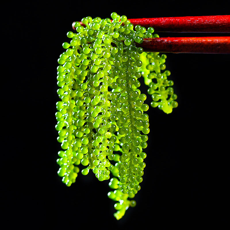 新鲜海葡萄即食长寿菜裙带菜海带海藻菜绿色鱼子酱送芥末酱油100g