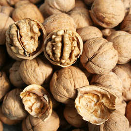 川早核桃树苗基地成都核桃苗薄壳核桃基地直发