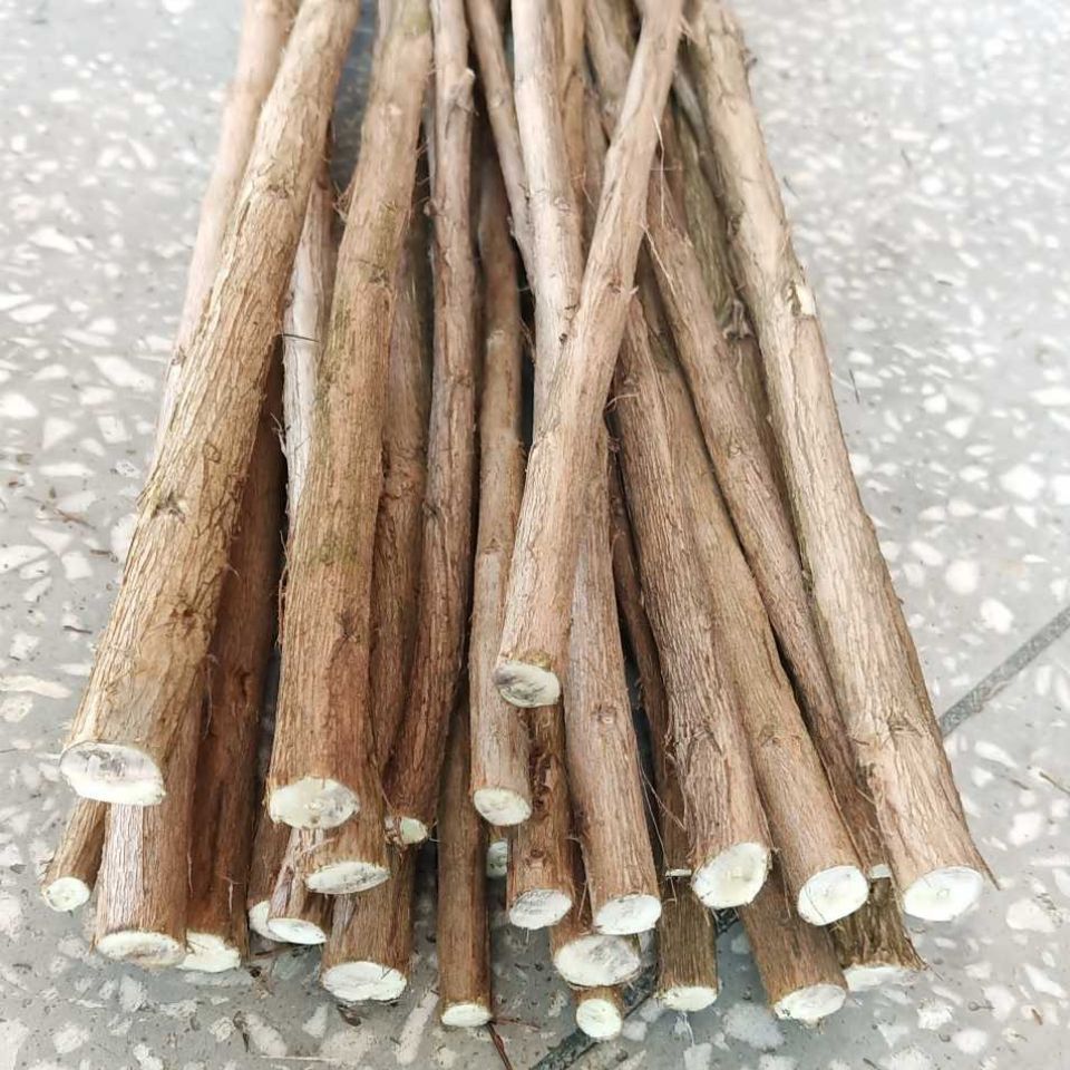 红火箭紫薇 美国紫薇 红火球紫薇 红叶紫薇 扦插 嫁接通用枝条斤