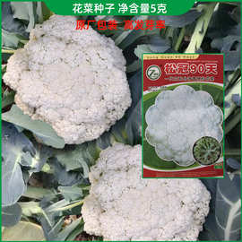 花椰菜种子 批发松冠90天花菜种子台湾秋季青梗花菜