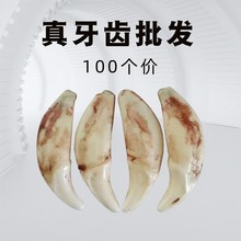 狗牙批发牙套黑狗牙藏獒牙狼牙景区微商货源项链吊坠配件手链编织