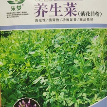 养生菜种子紫花苜蓿种子高蛋白植物种子保健蔬菜种子盆栽四季播种