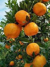 宜昌椪柑芦柑 当季柑橘橘子 3/5/9斤桔子 丑桔子蜜桔整箱新鲜水果