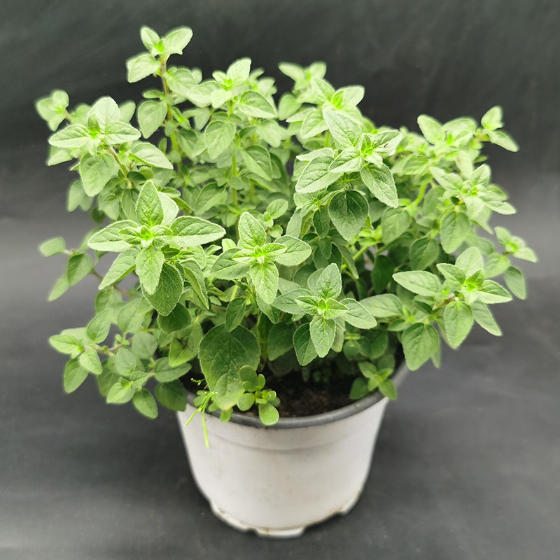 牛至4个品种可选 甜牛至 希腊 红花 美女肯特 食用/观赏香草