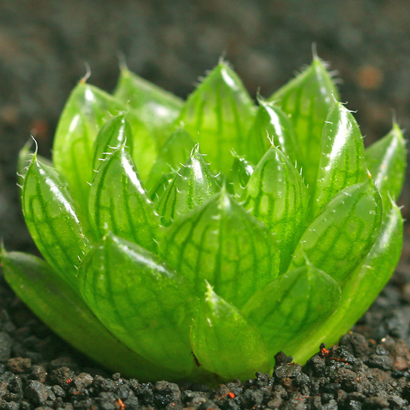玉露肉肉植物樱水晶稀有品种室内桌面盆栽卉绿植花卉多肉清仓包邮