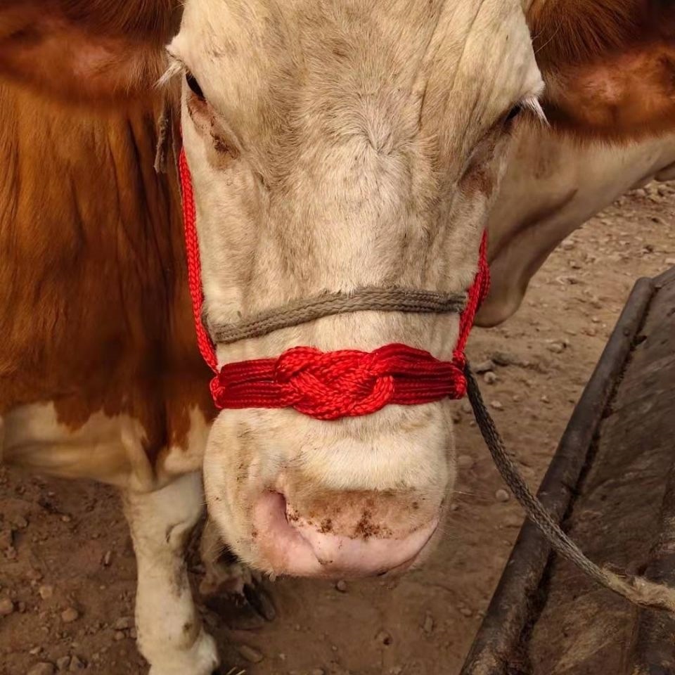 拴牛龙头牛笼头套牵牛绳子栓牛脖套笼套牛绳套牛缰绳养牛场用设备