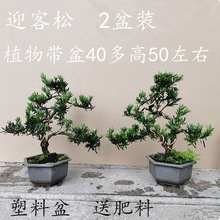 迎客松雀舌小罗汉松园艺盆景树桩盆栽 桌面阳台植物四季常青绿植