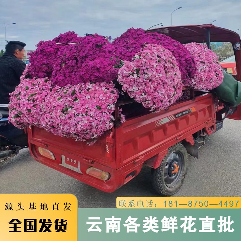 相思梅鲜花批发云南昆明直发石竹梅鲜切花花店社区团购鲜花货源