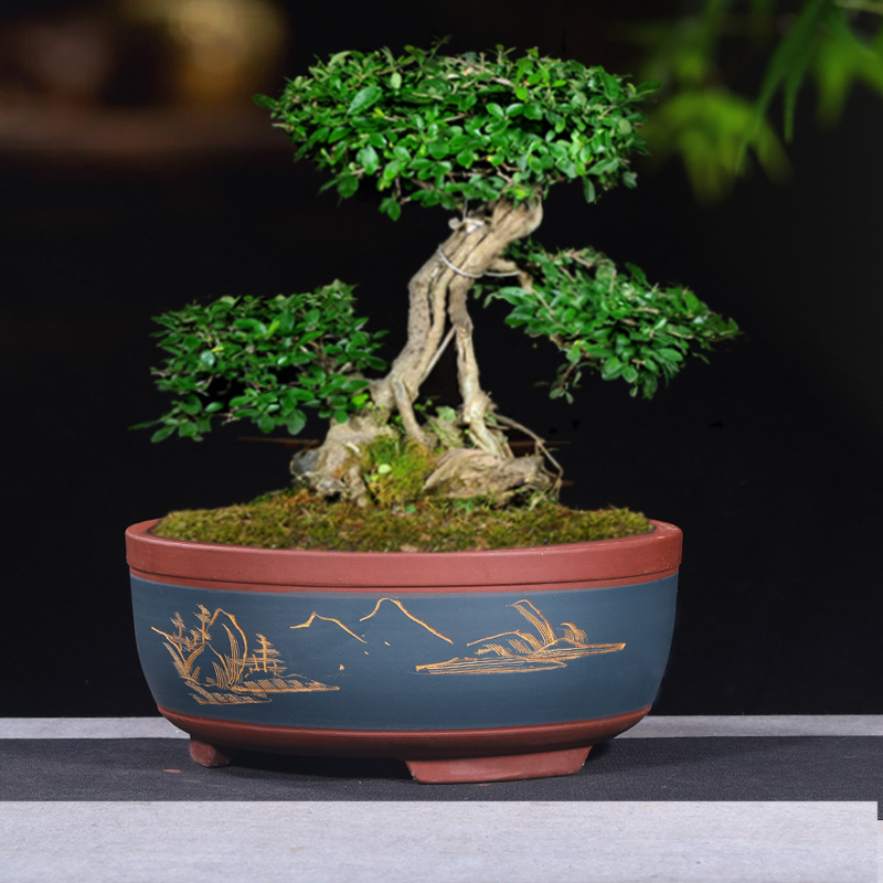 宜兴精品紫砂盆景花盆菖蒲素盆小号创意浅盆大口径多肉老桩聚宝盆