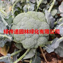 早熟西蓝花种籽秋季四季西兰花青花菜菜花农家蔬菜种孑子菜园易种