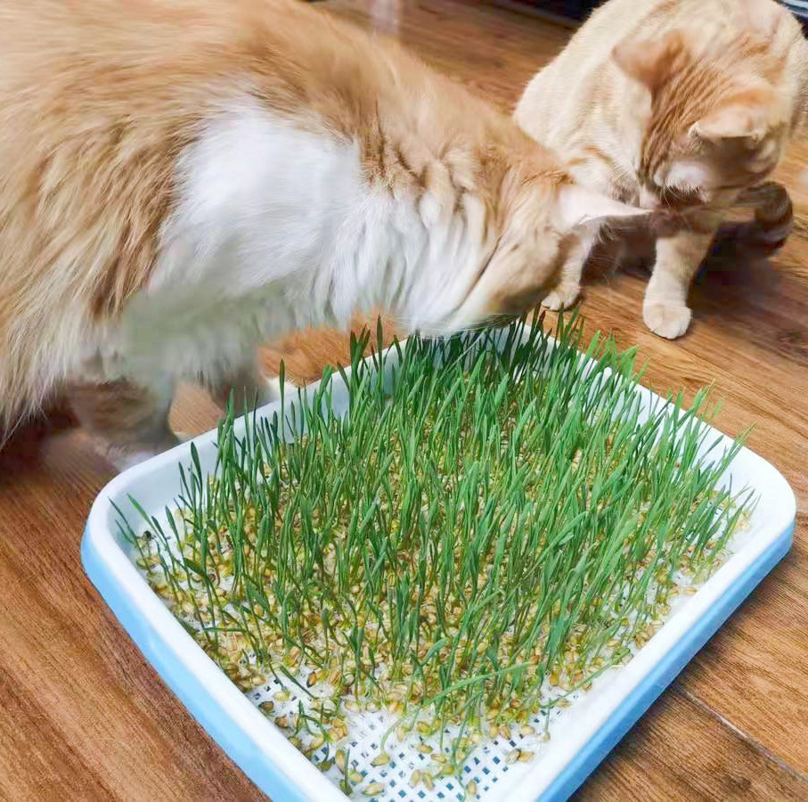 批发猫草种子 猫草种植套盒 营养土水培套装 水晶球无土种植猫草