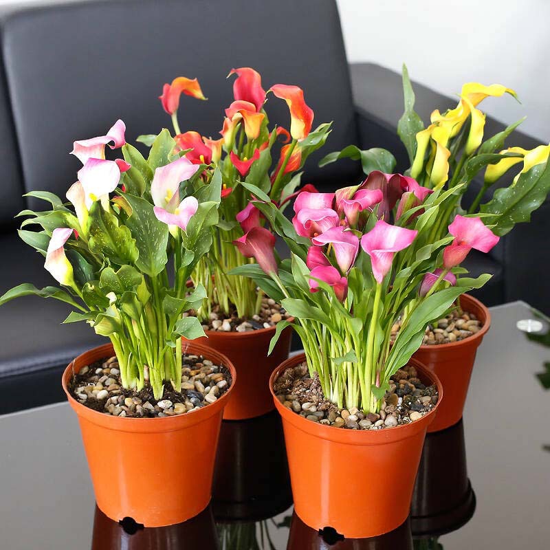 荷兰进口四季种易活彩色马蹄莲种球阳台盆栽花卉大球块根开花不断