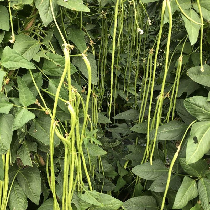 四季播摘不败高产豇豆种子绿条特长豆角春播无架豆蔬菜四季豆种籽