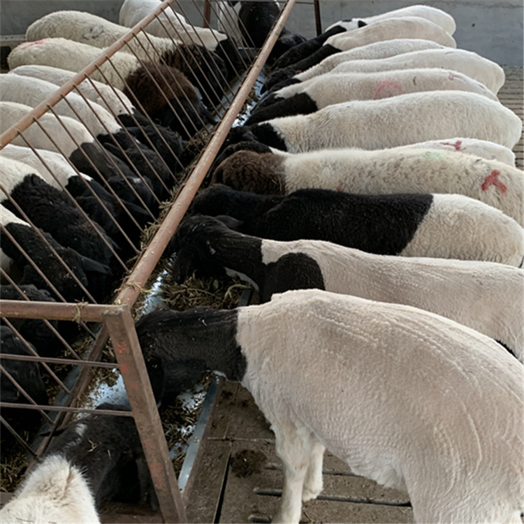黑山羊养殖场出售纯种波尔山羊羊羔努比亚黑山羊种公羊活体