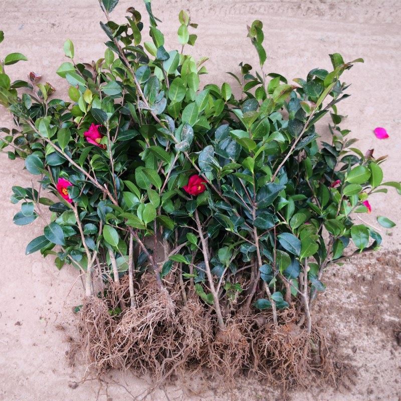 茶花树苗小苗茶梅苗红山茶花庭院盆栽阳台露台南北方耐寒绿植花卉