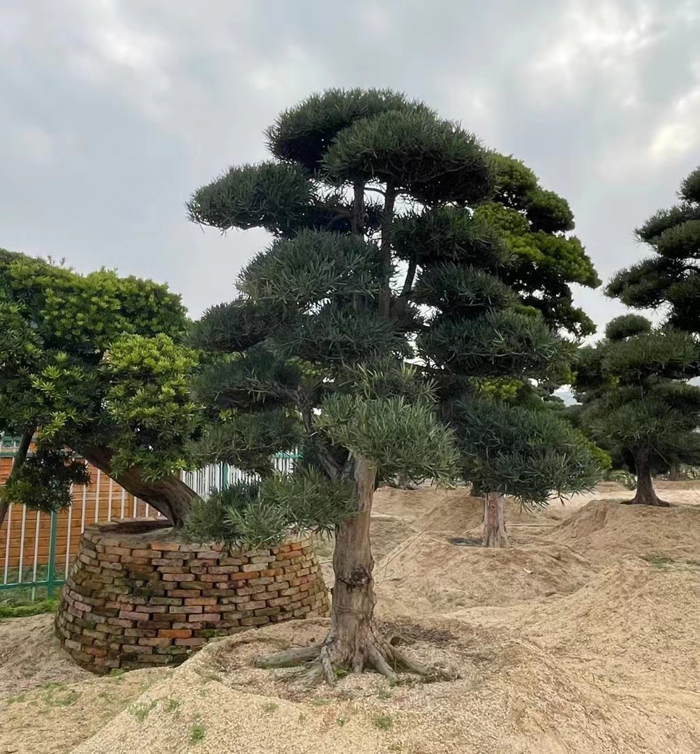 大型罗汉松造型树盆景庭院别墅景观迎客松大型景观树绿植户外