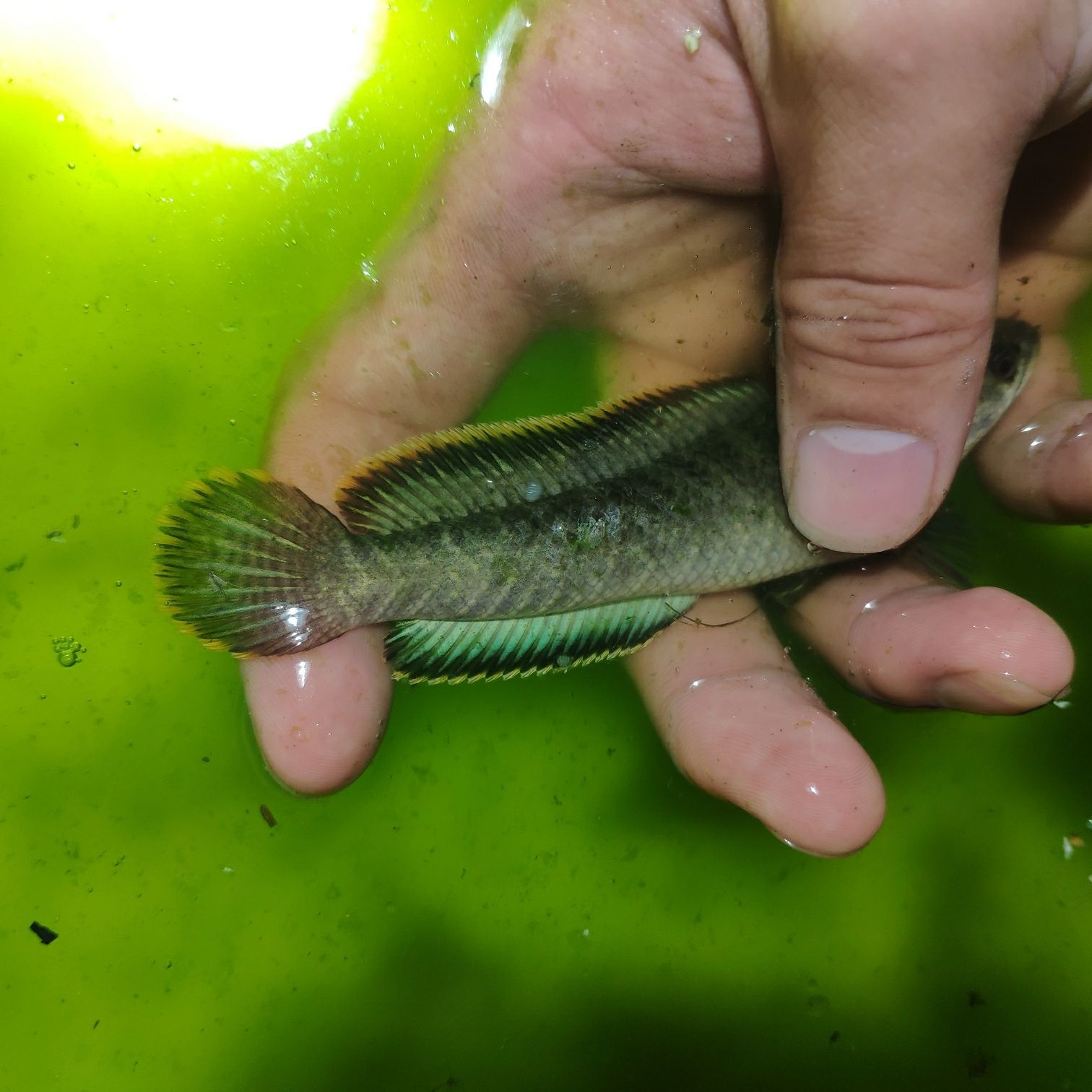南鳢彩虹雷龙鱼七彩冷水鱼龙鱼淡水鱼观赏鱼活体凶猛彩虹雷龙包邮