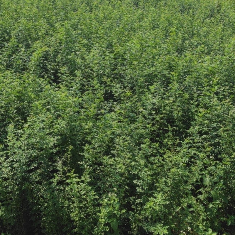 对节白蜡树苗正宗对节对接白蜡树苗盆栽盆景苗小苗子苗圃小树苗