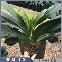 四季君子兰带花苞盆栽老苗室内花卉植物圆头和尚好养大苗当年开花