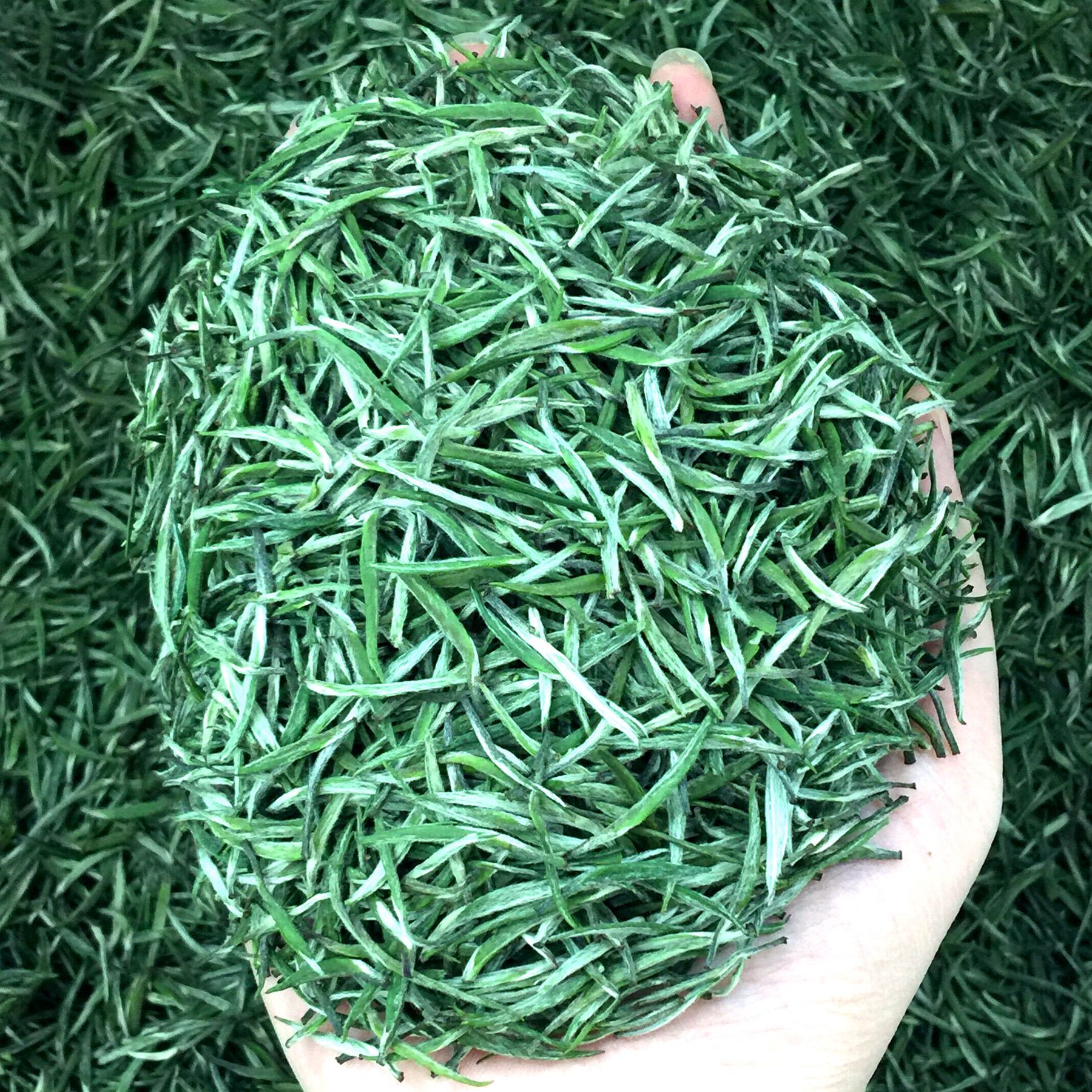 艾达福 恩施银针湖北特产雀舌带毫 2021年新茶 纯单芽 明前绿茶