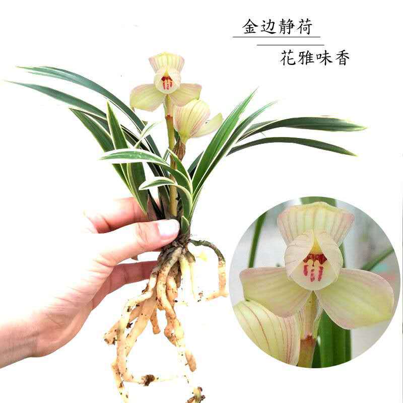 金边兰花批发-金边兰花批发厂家,品牌,图片,热帖-阿里巴巴