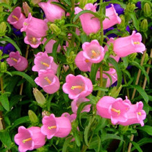 风铃草种子室外庭院花种子花卉花种子鲜花花种籽子花籽植物种子