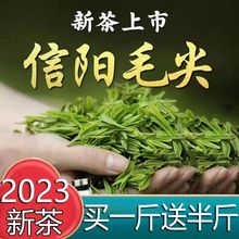绿茶信阳毛尖2023新茶高山云雾一级嫩芽浓香型明前绿茶批发价茶叶