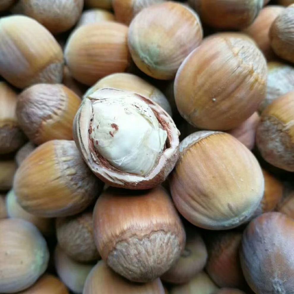 包邮2020年东北长白山新鲜去皮大榛子新货水仁水瓤鲜生榛子