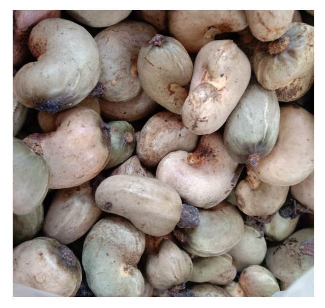 腰果种子 菩提树 槚如树 海南坚果树 常绿肾形树双子叶植物漆树科