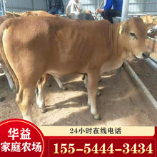 自贡肉牛养殖 鲁西黄牛 西门塔尔肉牛小牛犊一头