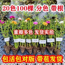 花盆栽重瓣花苗带根带花苞四季开花植物阳台庭院花卉宿根盆栽厂巧