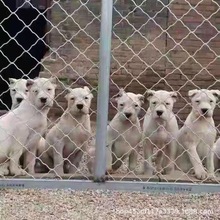 出售阿根廷杜高犬纯种幼犬活体巨型狩猎犬幼崽大型猛犬大型犬宠物