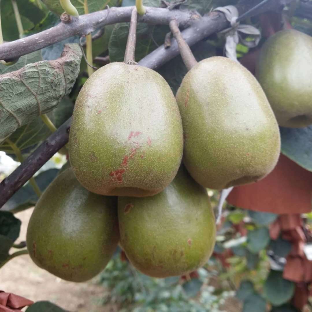 江山衢州红心猕猴桃徐香奇异果新鲜水果五斤礼盒装现摘现发特大果