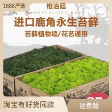 进口挪威苔藓鹿角藓鹿芯藓鹿蕊藓防火永生苔藓青苔仿真绿植苔藓墙