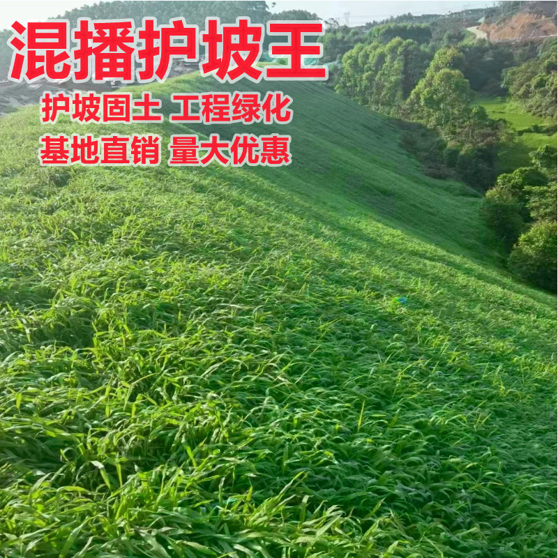 草坪草籽四季常青黑麦草高羊茅籽护坡固土耐寒免修剪耐踩绿化草种