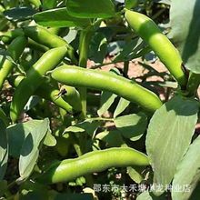 蚕豆种子春秋冬季播种早熟北斗七星特大高产罗汉豆种籽耐寒胡豆籽