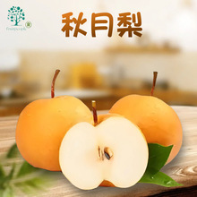 头茬山东秋月梨现货代发新鲜水果应当季梨子大果孕妇水果整箱发货