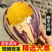 甘肃民勤沙漠人参果树上熟黄果黄肉新鲜水果9斤特大果人生果包邮
