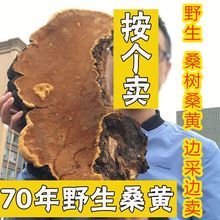 西藏野生桑黄桑树桑黄70年特大块桑黄西藏桑黄 可打粉 可切块