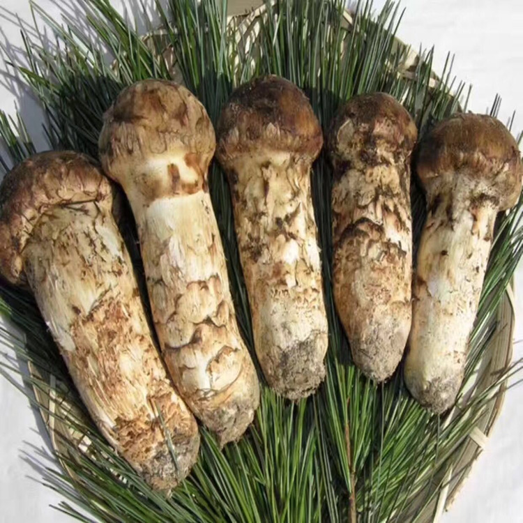 新鲜松茸 吉林延边松茸 产地直发 野生菌松茸-阿里巴巴