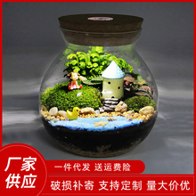 带灯海藻球玻璃花瓶微景观生态瓶软木塞带灯圆形玻璃密封罐
