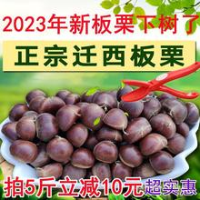 2023年新货迁西板栗生新鲜栗子正宗河北板栗野生油栗子大粒鲜板粟