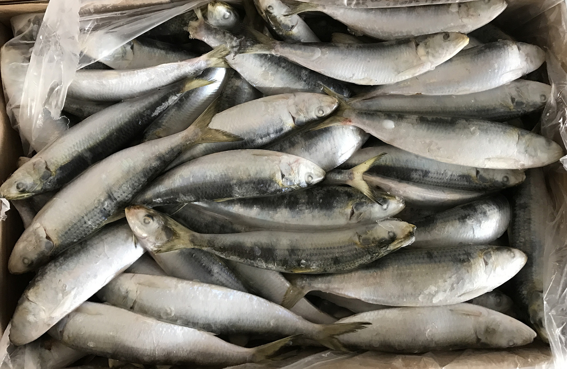 冷冻水产沙丁鱼灯光围网a 90-100温鱼姑鱼钓饵鱼饵罐头材料 冻品