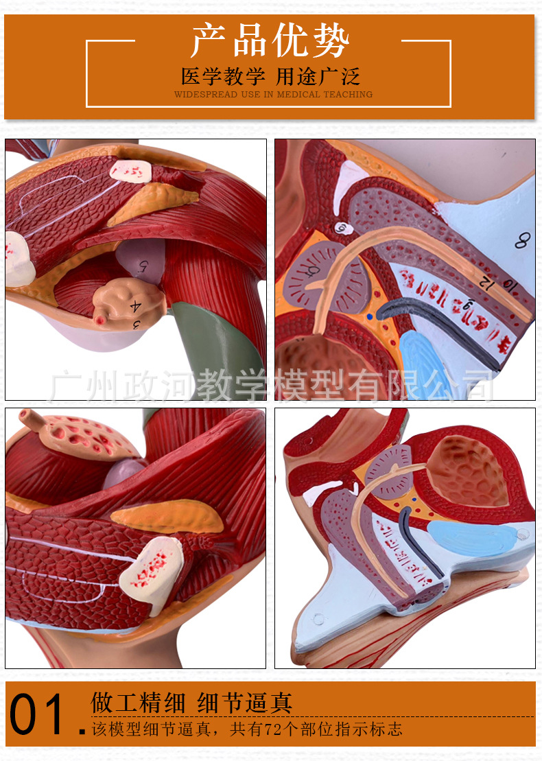 教学仿真男性生殖泌尿系统标本内外生殖模型睾丸解剖模型医疗教具