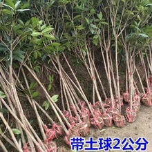 一件代发桂花树苗大树庭院地栽金桂原生高杆浓香型花卉四季开花桂